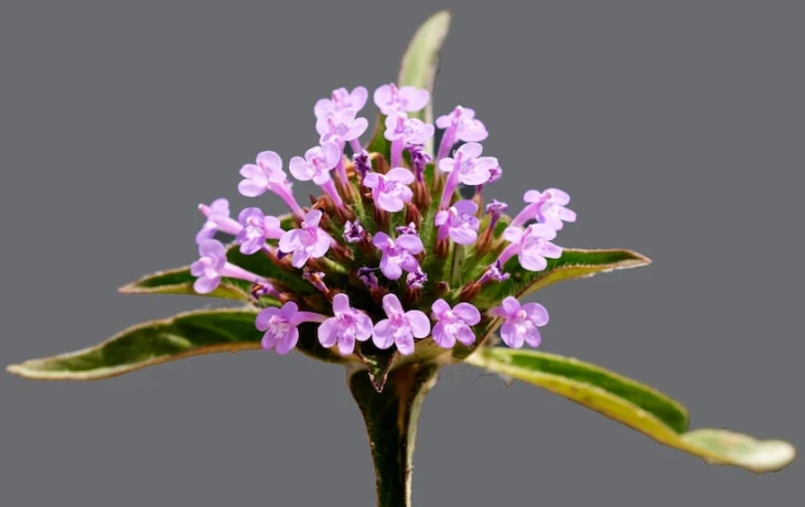 Дары Сибири: зизифора