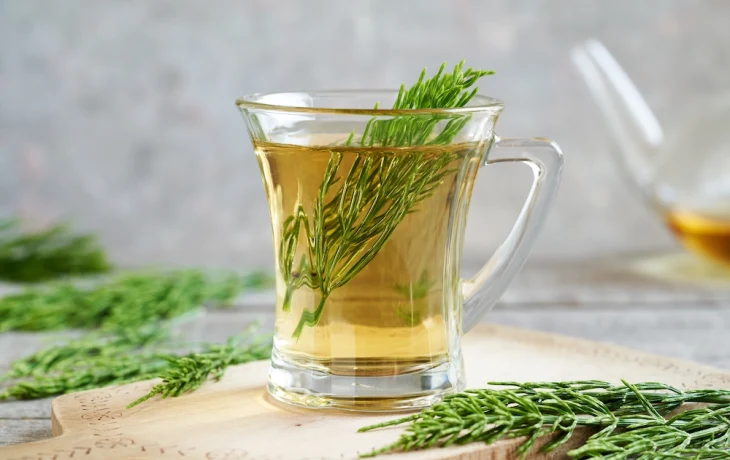 Дары Сибири: хвощ &mdash; сила древнего растения